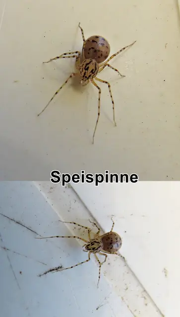 Speispinne / Gewöhnliche Speispinne (Scytodes thoracica) Pierre André Latreille 1802
Klasse:	Spinnentiere (Arachnida)
Ordnung:	Webspinnen (Araneae)
Unterordnung:	Echte Webspinnen (Araneomorphae)
Teilordnung:	Haplogynae
Familie:	Speispinnen (Scytodidae)
Gattung:	Scytodes
Art:	Speispinne | Foto: GvMeegen