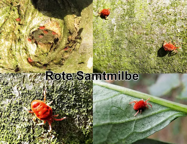 Rote Samtmilbe (Trombidium holosericeum) Carl von Linné 1758
Klasse:	Spinnentiere (Arachnida)
Ordnung:	Trombidiformes
Unterordnung:	Prostigmata
Überfamilie:	Trombidioidea
Familie:	Land- und Pflanzenmilben (Trombidiidae)
Gattung:	Trombidium
Art:	Rote Samtmilbe
 | Foto: GvMeegen