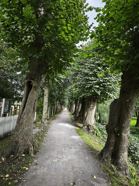 Allee mit schrägen Bäumen | Foto: Shima Mahi