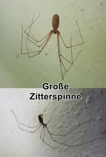 Große Zitterspinne (Pholcus phalangioides) Johann Kaspar Füssli 1775
Klasse:	Spinnentiere (Arachnida)
Ordnung:	Webspinnen (Araneae)
Unterordnung:	Echte Webspinnen (Araneomorphae)
Teilordnung:	Haplogynae
Familie:	Zitterspinnen (Pholcidae)
Gattung:	Pholcus
Art:	Große Zitterspinne | Foto: GvMeegen