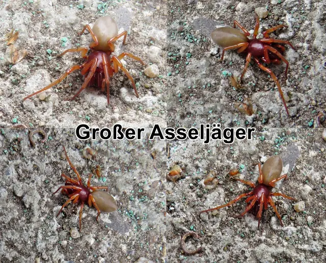 Große Asseljäger / Großer Asselfresser (Dysdera crocata) Carl Ludwig Koch 1838
Klasse:	Spinnentiere (Arachnida)
Ordnung:	Webspinnen (Araneae)
Unterordnung:	Echte Webspinnen (Araneomorphae)
Teilordnung:	Haplogynae
Überfamilie:	Dysderoidea
Familie:	Sechsaugenspinnen (Dysderidae)
Gattung:	Dysdera
Art:	Großer Asseljäger | Foto: GvMeegen