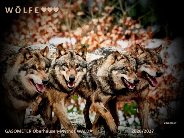 schöne TIERE♥

W Ö L F E