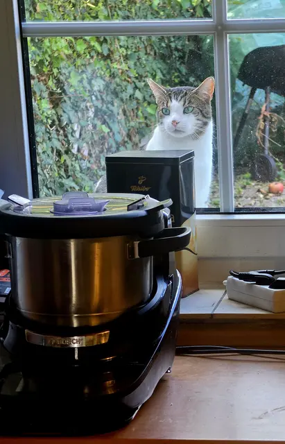 Da staunt auch die Katze, was der Cookit alles kann.