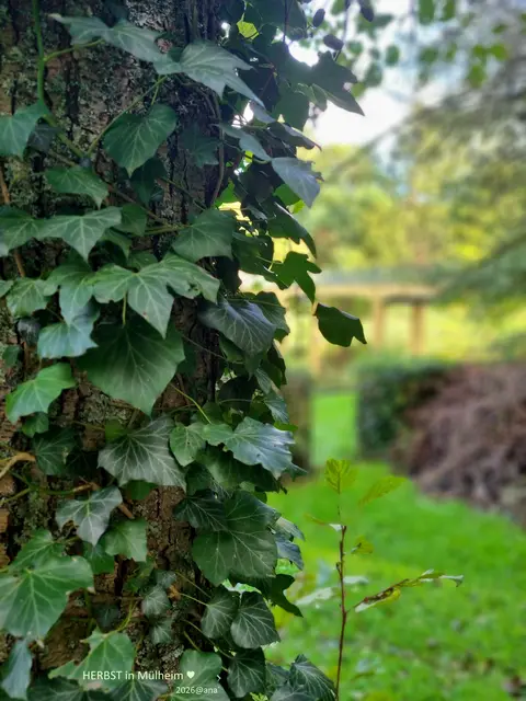 mag ich, den HERBST :-)
