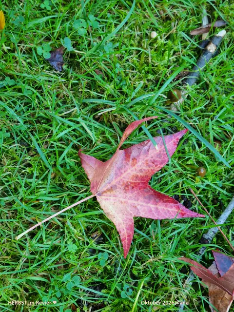 HERBST ist SCHÖN!


2026@AnastasiA
