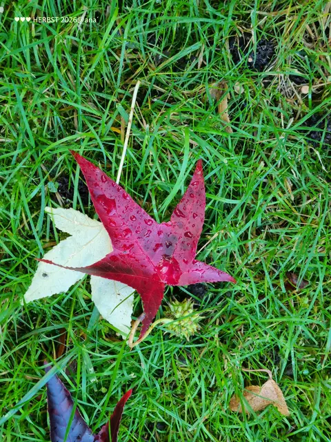 R O T 
ich sehe ROT!?!