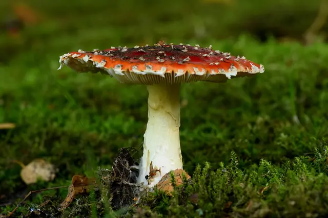 Foto: Copyright Andreas Schäfer