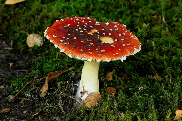 Foto: Copyright Andreas Schäfer