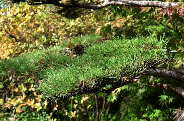 Im Park Planten un Blomen
