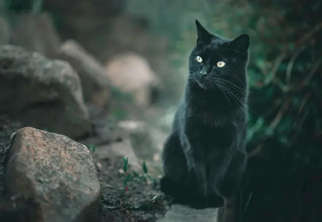 Manchmal entstehen die schönsten Geschichten ganz nebenbei. Bei Molly From Up High waren es zwei Freunde, zwei Gitarren und eine Katze, die eigentlich nur ihre Streicheleinheiten abholen wollte. | Foto: Netti_Nu_Nu