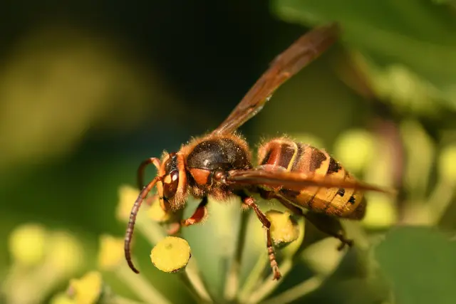 Foto: Copyright Andreas Schäfer