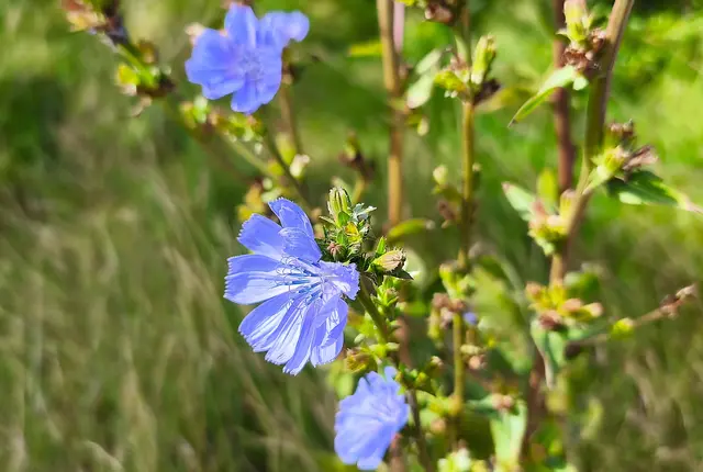 Schöne Blümchen wachsen hier natürlich auch. | Foto: Shima Mahi