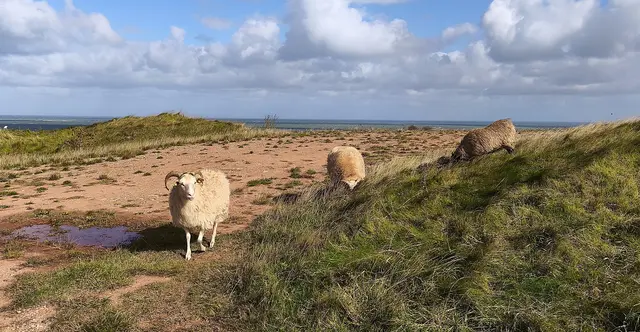Nordsee ohne Schafe geht einfach nicht. | Foto: Shima Mahi