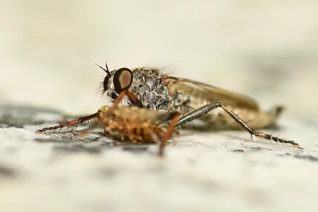 Foto: Copyright Andreas Schäfer