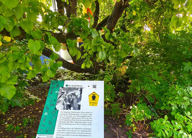 Der Maulbeerbaum ist eine weitere Sehenswürdigkeit auf der Insel. Er befindet sich im Oberland. | Foto: Shima Mahi
