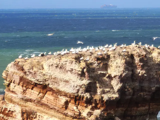 Helgoland ohne Basstölpel geht auch nicht. | Foto: Shima Mahi