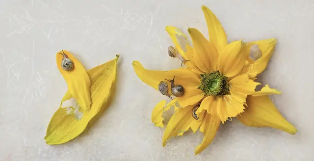 Mini-Schnecken auf Rudbeckiablüte