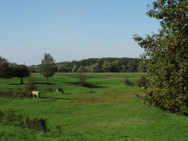 Lippeaue in Wesel-Obrighoven, ganz in der Nähe der RWE-Straße | Foto: Siegmund Walter, 20.10.2026, 14:05 Uhr