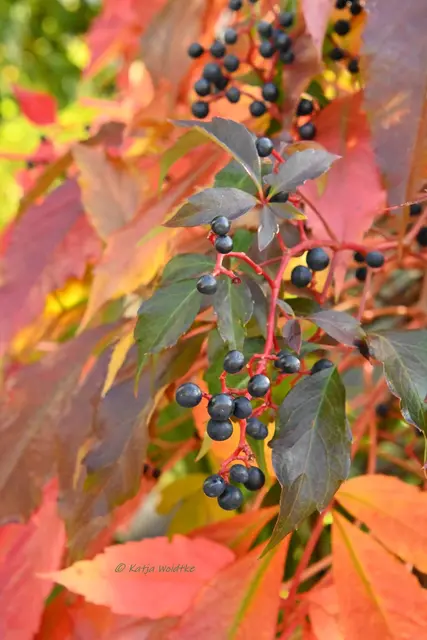 Garten im Jahreslauf (Foto: Katja Woidtke)

Herbstfarben im Oktober | Foto: Katja Woidtke