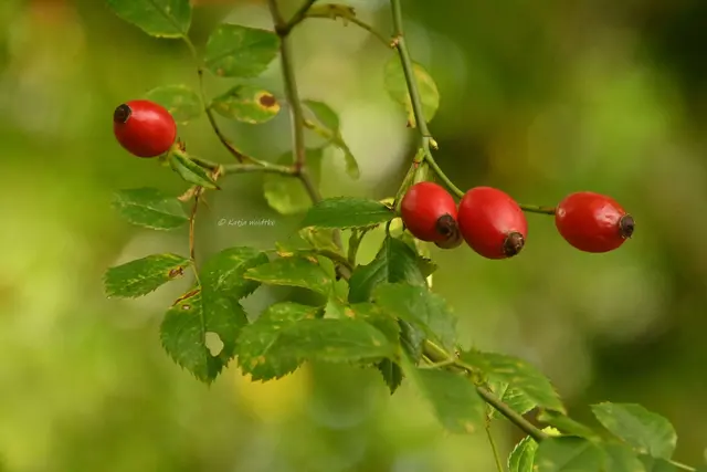 Garten im Jahreslauf (Foto: Katja Woidtke)

Herbstfarben im Oktober | Foto: Katja Woidtke