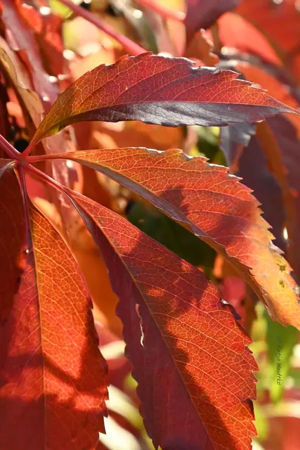 Garten im Jahreslauf (Foto: Katja Woidtke)

Herbstfarben im Oktober | Foto: Katja Woidtke