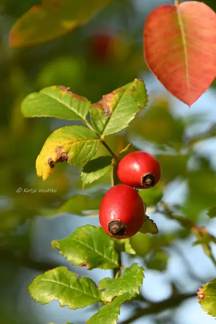 Garten im Jahreslauf (Foto: Katja Woidtke)

Herbstfarben im Oktober | Foto: Katja Woidtke