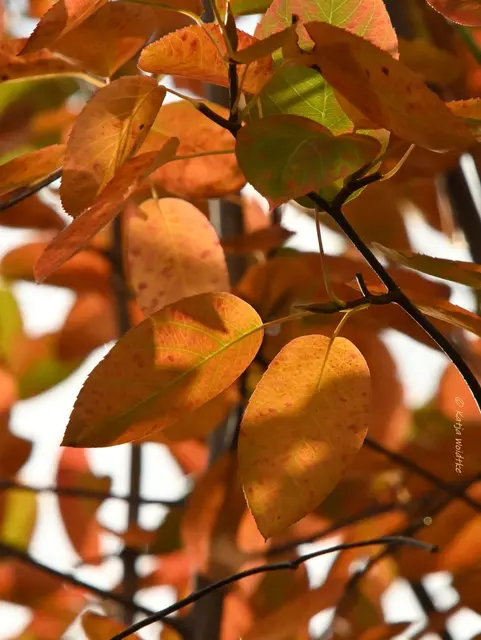 Garten im Jahreslauf (Foto: Katja Woidtke)

Herbstfarben im Oktober | Foto: Katja Woidtke