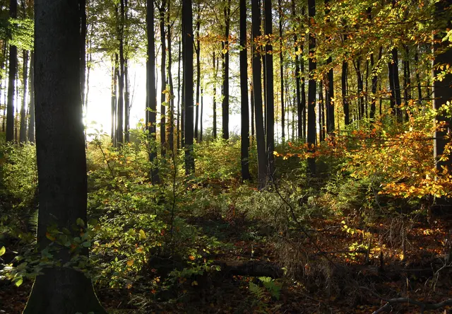 Herbstzeit ist Pilzzeit. Wer jetzt mit offenen Augen durch die Wälder geht, kann sie überall entdecken.  | Foto: Kurt Wolter