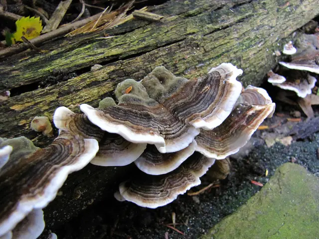 Als Bumpilze werden alle Pilze bezeichnet, die auf lebendes oder totes Holz angewiesen sind. So diese Schmetterlings Tramete. | Foto: Christel Wolter