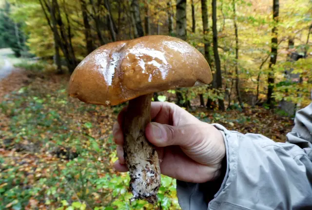 Und so mancher essbare ist dabei, wie auch dieses Prachtexemplar einer Rotkappe. Im Rohzustand und einer nicht richtigen Zubereitung sind sie aber giftig. | Foto: Kurt Wolter