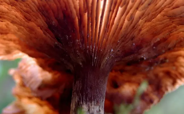 Pilze sind nicht selten filigrane Kunstwerke der Natur. | Foto: Kurt Wolter