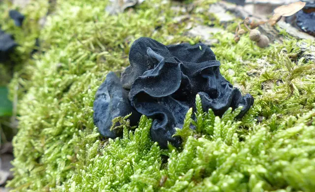 Manchmal entdeckt man seltsame Exemplare. | Foto: Christel Wolter