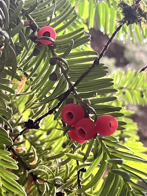 Eibenzweig mit flachen, dunkelgrünen Nadeln und vier leuchtend roten, becherförmigen Samenmänteln, in denen jeweils ein dunkler Samen sitzt.