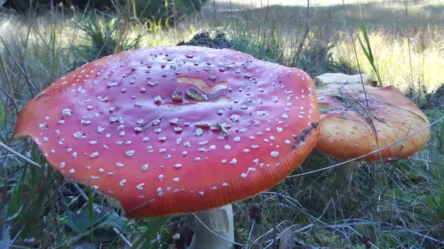 Der Fliegenpilz war der Pilz des Jahres 2022. | Foto: Kurt Wolter