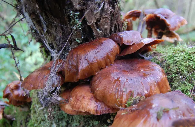Pilze sind seltsame Wesen. Sie leben meist im Verborgenen, in einer eigenen und besonderen Welt.  | Foto: Kurt Wolter