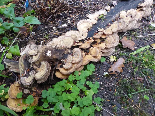 Manchmal besiedeln sie Totholz in größeren Gruppen. | Foto: Christel Wolter