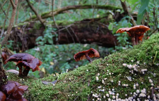 Tatsächlich gibt es auch in Deutschland noch naturnahe Wälder. Sie machen rund ein Drittel der Waldfläche aus. | Foto: Kurt Wolter