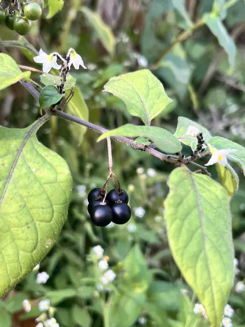 Trieb des Schwarzen Nachtschattens mit fünf matt schwarzen Beeren, kleinen weißen Sternblüten und weich behaarten, eiförmigen Blättern; oben links unreife grüne Beeren.