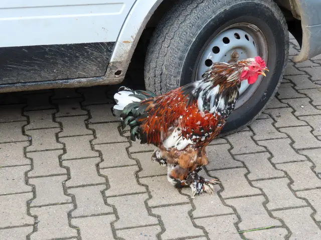 Hoftiere Bergerhof / Hattingen