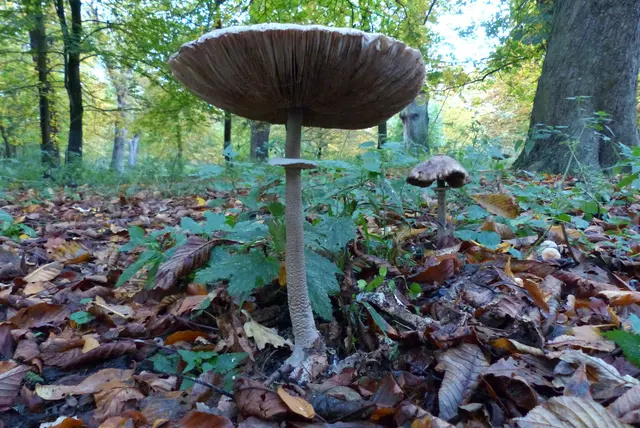 Manchmal muss man sich auf den Bauch legen, um die richtige Fotoperspektive zu finden. So wie bei diesem Parasol. | Foto: Christel Wolter