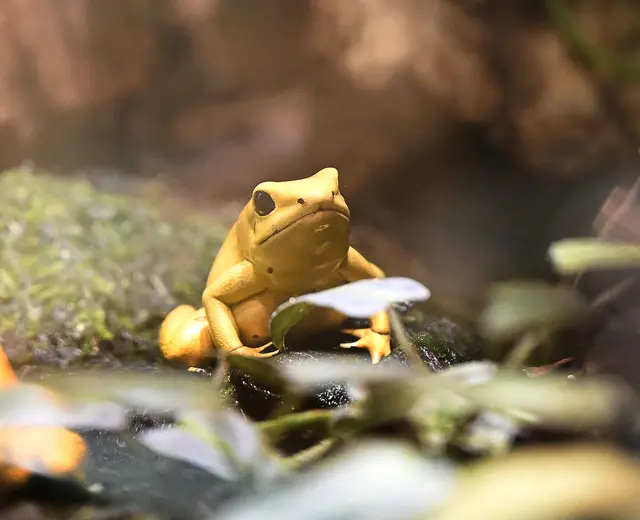 Der Schreckliche Pfeilgiftfrosch ist stark bedroht. im Erlebniszoo Hannover hat er nun für Nachwuchs gesorgt.
