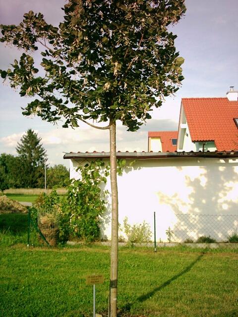 Ein Baum wurde für den bekanntesten Sohn Straßbergs gepflanzt