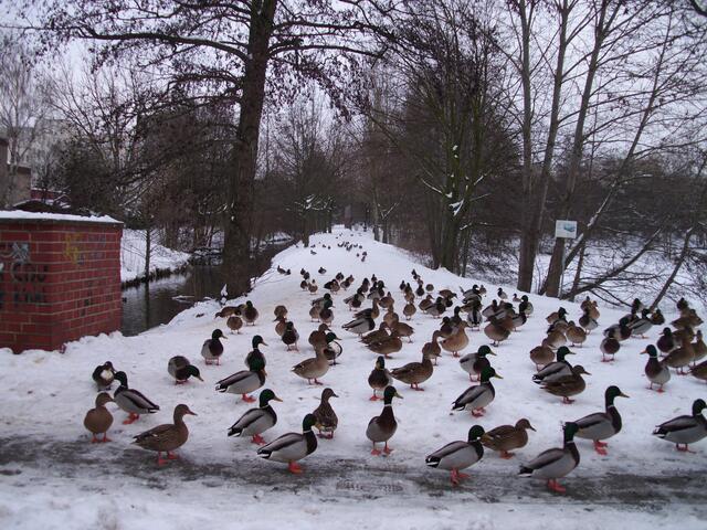 Enten an der Kasaune und Rückhaltebecken Stückenfeldstr.