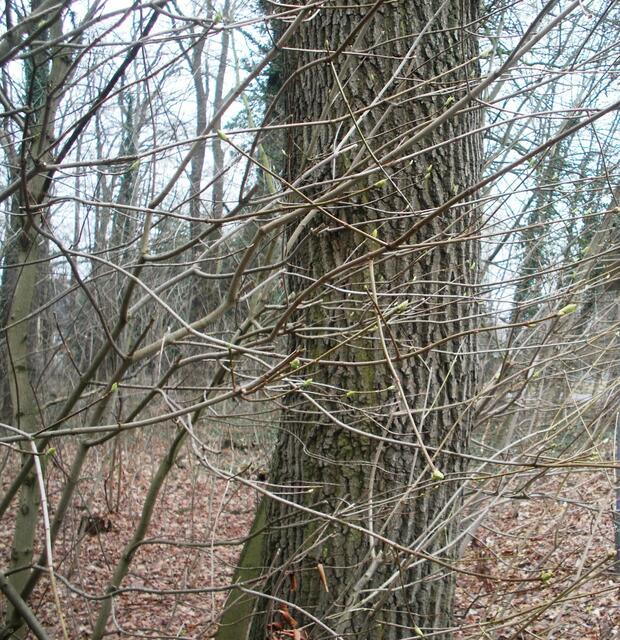 vereinzelte Knospen
