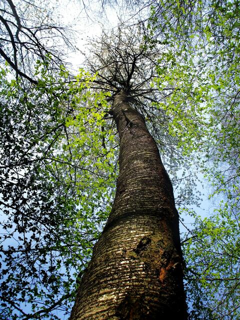 Kirschblühte  Uralter Baum Steinbruch Nebra