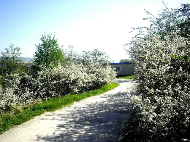 Weißdornblühte 8