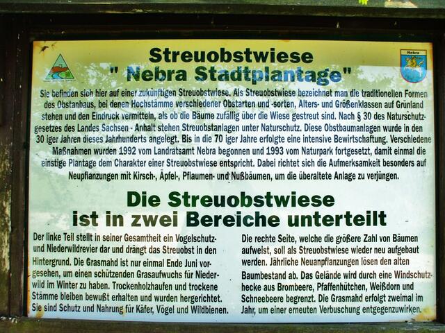 Kirschblühte Sadtplantage Nebra 1