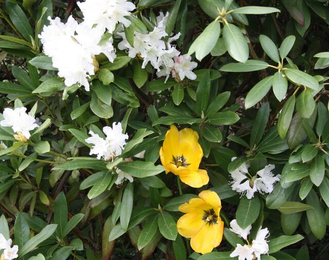 Diese 2 Tulpen schauen zum Schluß aus dem Rhododendronbusch.