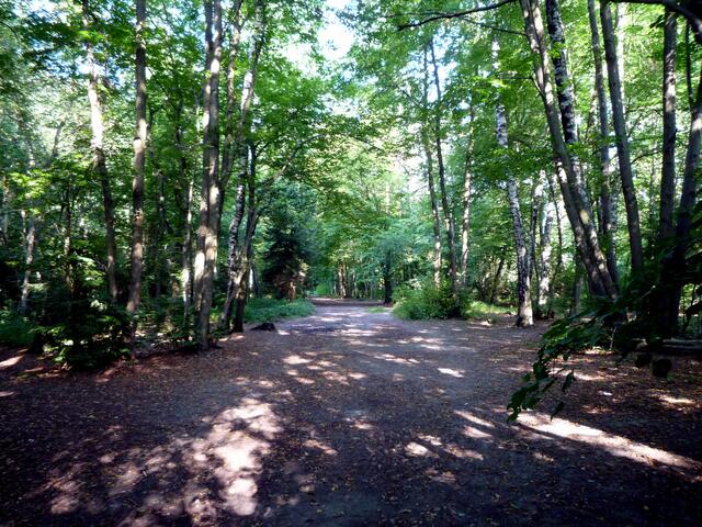 Waldweg in Eichenau im Juni