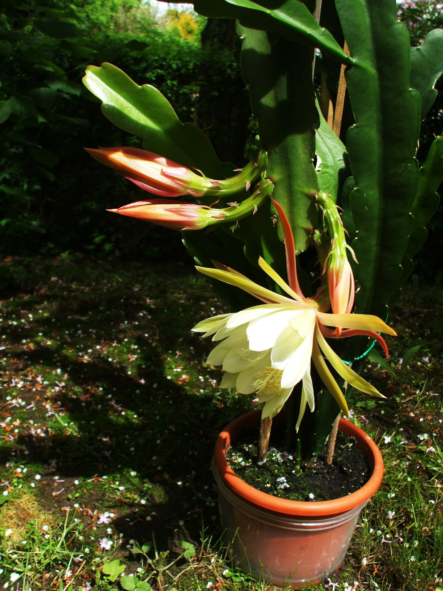 Ogziga siyayotgan qizlar bilan porno Samaradan Masha fohishani sikish